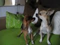 Chihuahua liebt Aperol Sprizz - Werbung (2010)