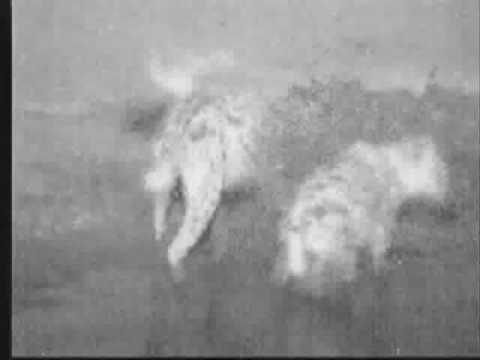 hyena mating