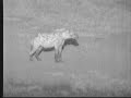 Three Spotted Hyenas