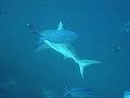 Scuba Dive Video From Makaru Thila Swimming With A Grey Reef Shark