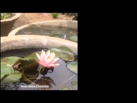 how to replant lotus