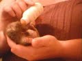 Squirts first movie