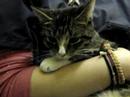 Marquette County Humane Society - Calista
