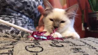 Ragdoll kitten - what they like to eat - Royal Canin dry food and Purina Pro Plan canned food