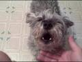 The AMAZING SINGING DOG