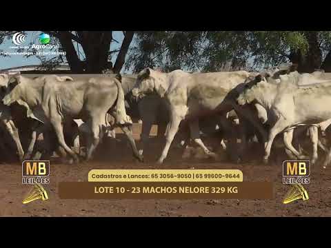 512� LEIL�O VIRTUAL MB LEIL�ES