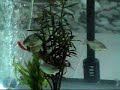 Frenzied Piranha Frenzied Piranha