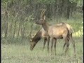 Arizona Elk
