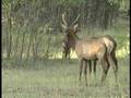 Arizona Elk