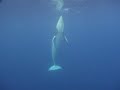 Minke Whale Minke Whale