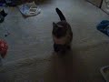My Cat Torturing Me With Constant Meowing My Cat Torturing Me With Constant Meowing