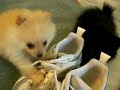 Puppy Pomeranians Puppy Pomeranians