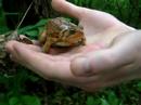 Toad Secreting Poison