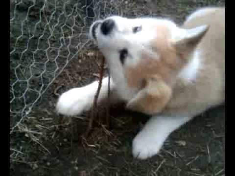 akita inu