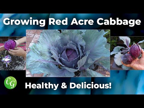 video-linktoworks-How To Grow Red Cabbages - Red Acre Cabbage Growing...