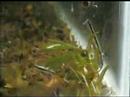 Crenicichla sp. fry 1 month old cmcas.com.br