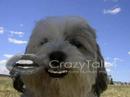 Dog Singing Dog Singing