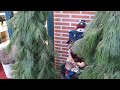 Navidad Alisma Floristas