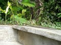 Iguana in Calibishie Lodges