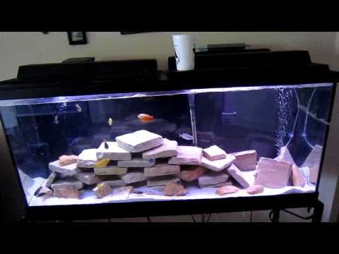 cichlid - This is just my two cents on setup, stocking, and maintenance on a Malawi lake style Cichlid tank. There are tons of different ways you can maintain, stock, ...