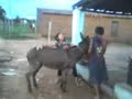 C�ca e a Jumenta