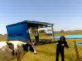 vaca
