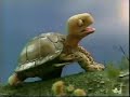 Classic Sesame Street: Shelley Turtle sings \"I Get There\" Classic Sesame Street: Shelley Turtle sings \"I Get There\"