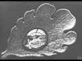 Escher.