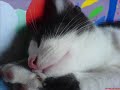 Cat - Movie ng
