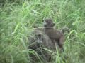 Circle of Life-Tanzania.mpg