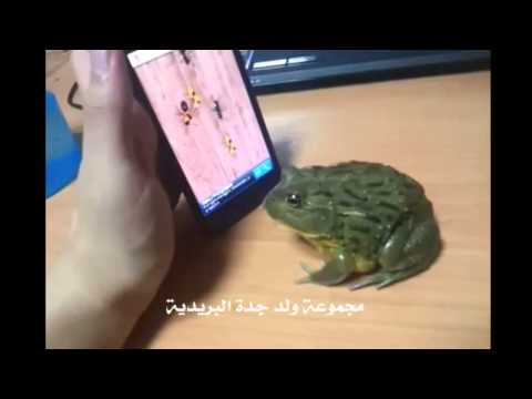 حتى الضفدع صار يلعب في العاب الجلكسي