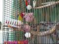 foraging toy fun