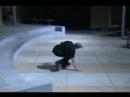 videos de fun clip
