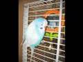 R.I.P. sweet Keewy of mine...