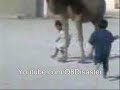 Click here to watch this video الورعان شو حلوين عم بيدورو حول الناقه فرحانين