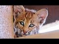 Bobcat Mom & Kittens Living on Roof!