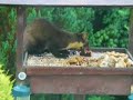 Pine Marten