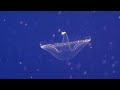 Click here to watch this video Very Transparent Jellyfish Monterey Bay Aquarium by Robert Swetz