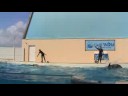 Dolphin Tricks
