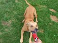 American Pit Bull Terier Rytych\