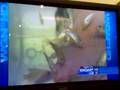 Fish Pedicure Cat's Scratch Nails Aurora Chicago IL Aurora IL 567 S Route 59 Aurora, IL 60504 630-898-2805 Illinois