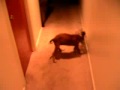 my pit rocky playing with his toy