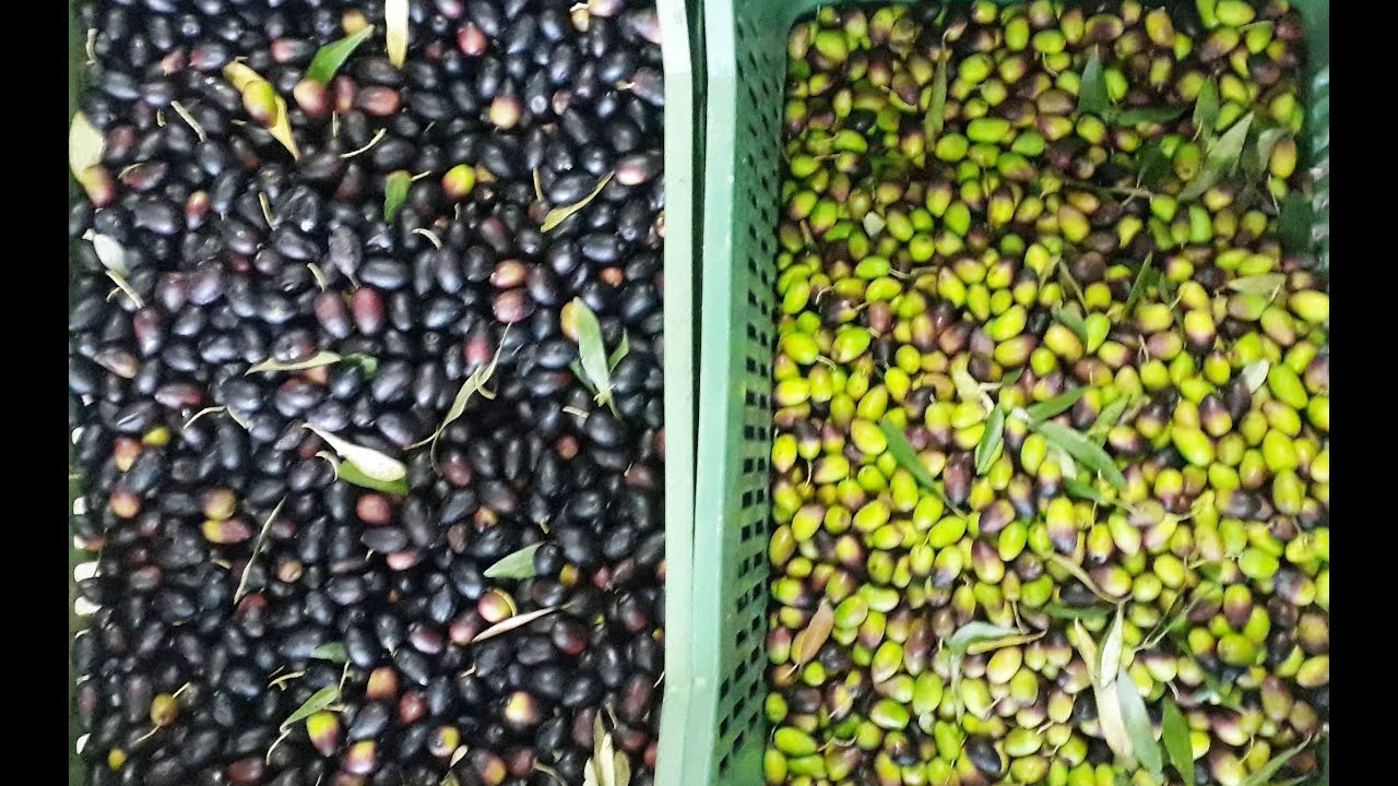 Olive Sorting Results