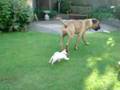 Bullmastiff video