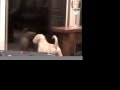 Ginger the labradoodle at 6 weeks