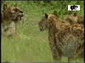 القوارض والضواري - ما قبل التاريخ ! - 3