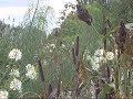 Le jardin botanique 1