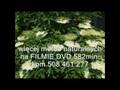 videos de Czarny Bez/Dziki Bez & Dzikie Gołębie LIVE -siła z natury- HODOWLA KULBACKI TYLKO NATURA, nasze metody naturalne, więcej informacji, na filmie DVD 582min. USA_GERMANY ,tylko u Pani Moniki w Polsce kom. 508 461 277, http://www.kulbacki.de