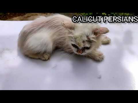 Persian cat fungus treatment TAMIL/ RESCUE/ EPISODE 1