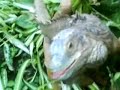 Iguane morfale^^